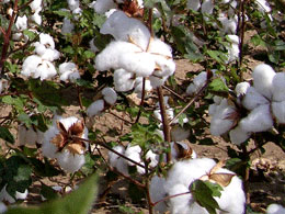 Le plant de coton Sea Island